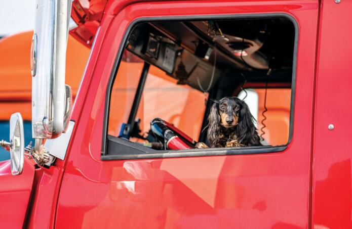 On the Road Together: Everything You Need to Know About Trucking with Pets